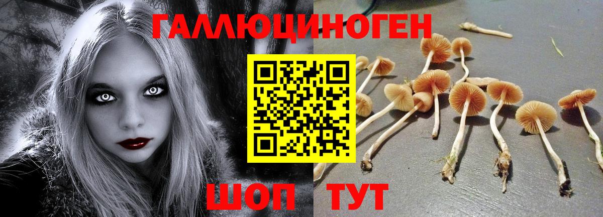 Сокол  Псилоцибиновые грибы Psilocybe  Псилоцибиновые грибы Psilocybe  Вход с VPN 